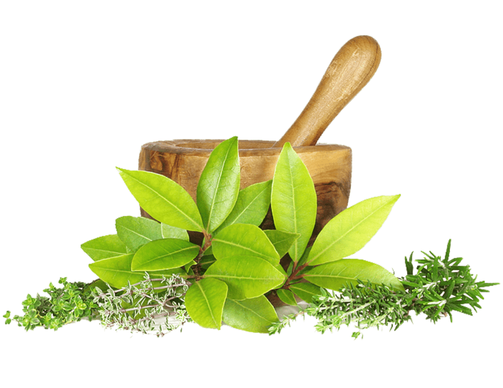 Herbal leaves and mortar representing Ayurveda.