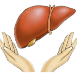 Illustration of a healthy liver protected by two hands, symbolizing liver detox and care.